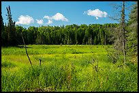Marshy area. Voyageurs National Park ( color)