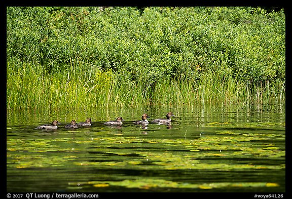 Ducks, Big Island. Voyageurs National Park (color)