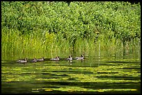 Ducks, Big Island. Voyageurs National Park ( color)