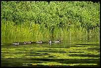 Ducks, Big Island. Voyageurs National Park ( color)