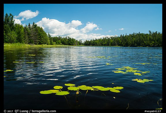 Water lilly in bloom, Big Island. Voyageurs National Park (color)