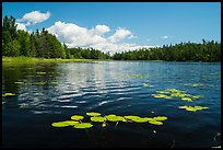 Water lilly in bloom, Big Island. Voyageurs National Park ( color)