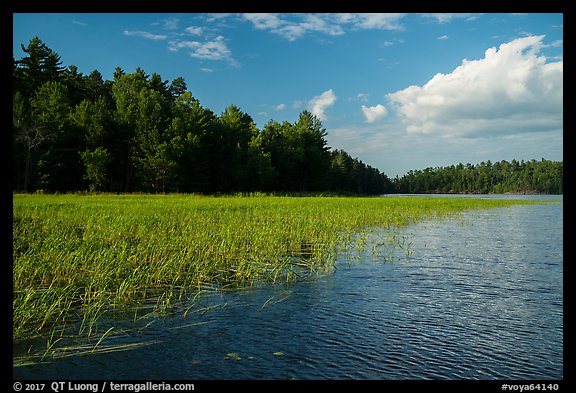 Aquatic grasses, Sand Point Lake. Voyageurs National Park, Minnesota, USA.