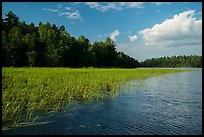 Aquatic grasses, Sand Point Lake. Voyageurs National Park ( color)