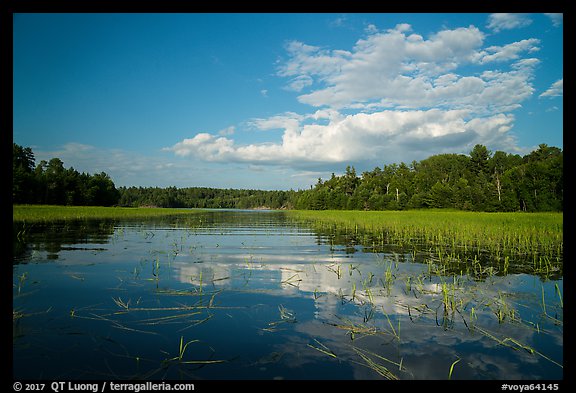 Small arm of Sand Point Lake with aquatic plants. Voyageurs National Park, Minnesota, USA.