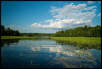 Small arm of Sand Point Lake with aquatic plants. Voyageurs National Park ( color)