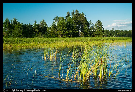 Aquatic plants, Northwest Bay, Crane Lake. Voyageurs National Park (color)