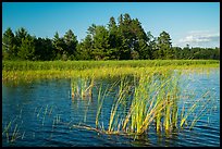 Aquatic plants, Northwest Bay, Crane Lake. Voyageurs National Park ( color)