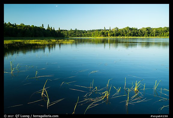Water grasses and reflections, Northwest Bay, Crane Lake. Voyageurs National Park (color)