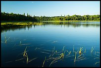 Water grasses and reflections, Northwest Bay, Crane Lake. Voyageurs National Park ( color)