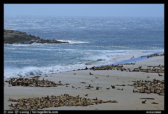 Point Bennett and pinniped colonies, mid-day, San Miguel Island. Channel Islands National Park, California, USA.