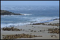 Point Bennett and pinniped colonies, mid-day, San Miguel Island. Channel Islands National Park, California, USA.