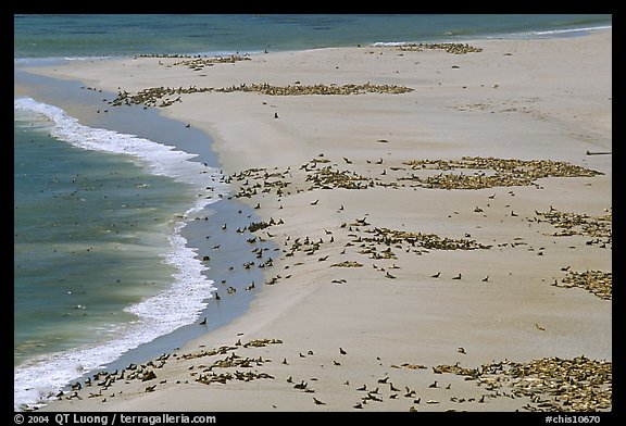 Sea lions and seals on  beach, Point Bennett, San Miguel Island. Channel Islands National Park, California, USA.