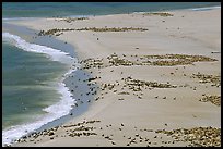 Sea lions and seals on  beach, Point Bennett, San Miguel Island. Channel Islands National Park, California, USA.