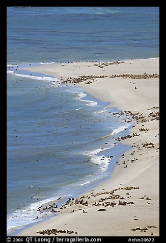 Sea lion and seals rookery on  north side of Point Bennett, San Miguel Island. Channel Islands National Park (color)