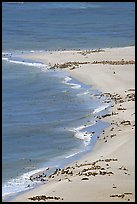 Sea lion and seals rookery on  north side of Point Bennett, San Miguel Island. Channel Islands National Park ( color)