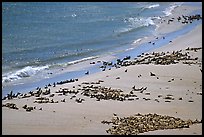 Pinnipeds hauled out on  beach, Point Bennet, San Miguel Island. Channel Islands National Park, California, USA.