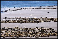 California sea lions and northern fur seals on  beach, Point Bennet, San Miguel Island. Channel Islands National Park, California, USA.