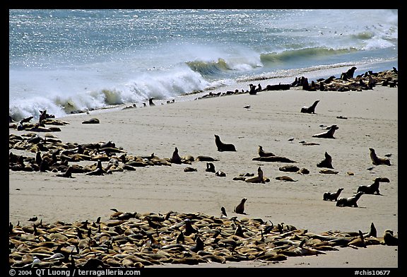 Sea lions and seals hauled out on beach, Point Bennett, San Miguel Island. Channel Islands National Park, California, USA.