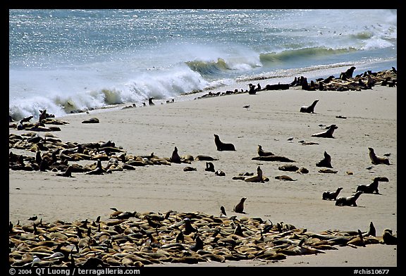 Sea lions and seals hauled out on beach, Point Bennett, San Miguel Island. Channel Islands National Park (color)