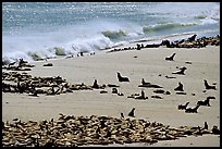 Sea lions and seals hauled out on beach, Point Bennett, San Miguel Island. Channel Islands National Park, California, USA.