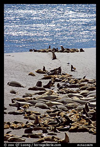 Northern fur Seal and California sea lion rookery, Point Bennet, San Miguel Island. Channel Islands National Park, California, USA.