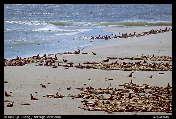 Beach with a large number of sea lions and seals, Point Bennett, San Miguel Island. Channel Islands National Park, California, USA.