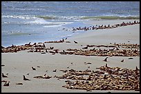 Beach with a large number of sea lions and seals, Point Bennett, San Miguel Island. Channel Islands National Park, California, USA. (color)