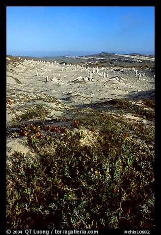 Flowers and caliche stumps, early morning, San Miguel Island. Channel Islands National Park, California, USA.