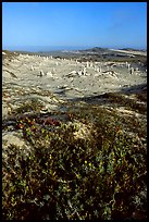 Flowers and caliche stumps, early morning, San Miguel Island. Channel Islands National Park ( color)