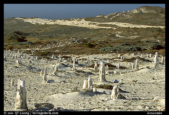 Ghost forest formed by caliche sand castings of plant roots and trunks, San Miguel Island. Channel Islands National Park (color)