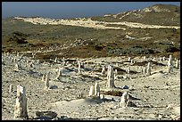 Ghost forest formed by caliche sand castings of plant roots and trunks, San Miguel Island. Channel Islands National Park, California, USA.