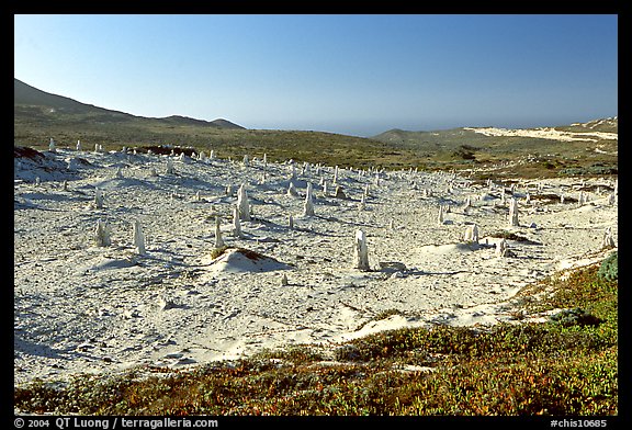 Stone castings of ancient trees, San Miguel Island. Channel Islands National Park, California, USA.
