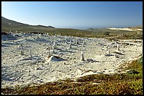 Stone castings of ancient trees, San Miguel Island. Channel Islands National Park ( color)