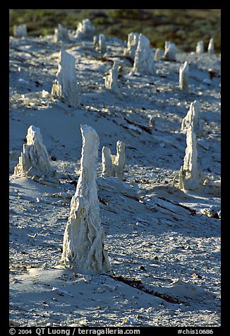 Mineral sand castings of petrified trees, San Miguel Island. Channel Islands National Park, California, USA.