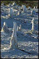Mineral sand castings of petrified trees, San Miguel Island. Channel Islands National Park, California, USA. (color)