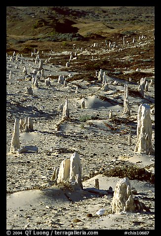 Ghost forest of caliche sand castings , San Miguel Island. Channel Islands National Park (color)
