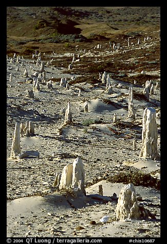 Ghost forest of caliche sand castings , San Miguel Island. Channel Islands National Park, California, USA.