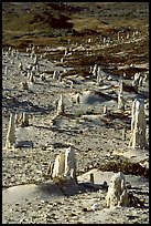 Ghost forest of caliche sand castings , San Miguel Island. Channel Islands National Park, California, USA. (color)