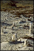 Ghost forest of caliche sand castings , San Miguel Island. Channel Islands National Park, California, USA.