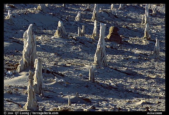 Petrified stumps of caliche, San Miguel Island. Channel Islands National Park, California, USA.