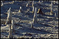Petrified stumps of caliche, San Miguel Island. Channel Islands National Park, California, USA. (color)