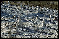 Caliche forest of petrified sand castings, San Miguel Island. Channel Islands National Park, California, USA.