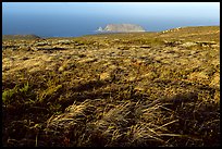 Grasses and Prince Island, San Miguel Island. Channel Islands National Park, California, USA. (color)