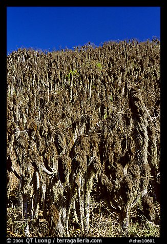 Hillside with giant coreopsis stumps, San Miguel Island. Channel Islands National Park, California, USA.