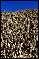 Hillside with giant coreopsis stumps, San Miguel Island. Channel Islands National Park, California, USA.