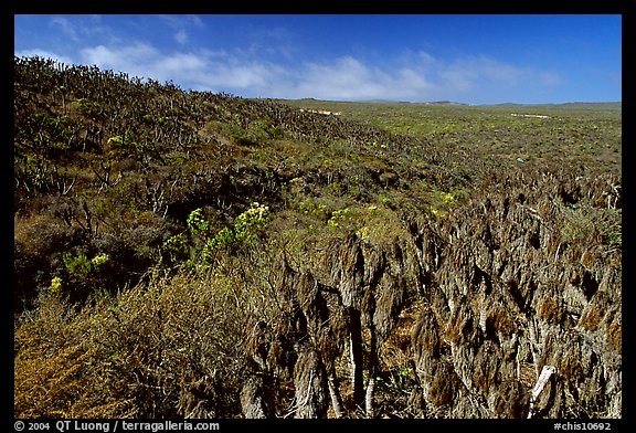 Giant Coreopsis stumps , San Miguel Island. Channel Islands National Park (color)