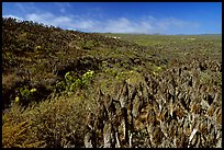 Giant Coreopsis stumps , San Miguel Island. Channel Islands National Park, California, USA. (color)