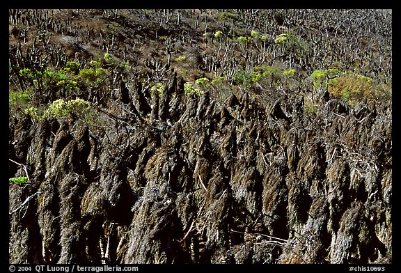 Dried giant coreopsis, San Miguel Island. Channel Islands National Park, California, USA.