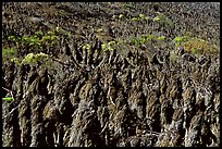 Dried giant coreopsis, San Miguel Island. Channel Islands National Park ( color)